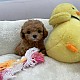 http://ssagae-ssagae.co.kr/data/file/b0102/thumb-31462978_QbOLpJIA_f09a1b079403938dd50a61ffbd9779a7a6bb4091_80x80.jpg