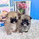 http://ssagae-ssagae.co.kr/data/file/b0103/thumb-3739936228_VvNqHsJj_372d120391bc5d1d335f8613d0c4216e7a133d16_80x80.jpg