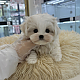 http://ssagae-ssagae.co.kr/data/file/b0104/thumb-2105632234_Dz0j2Ruo_b51b686aef3acce94372ef10a2f619b2b2e26fab_80x80.png