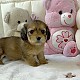http://ssagae-ssagae.co.kr/data/file/b0106/thumb-3547499953_yrWl9gxS_afadd17b79de85208676a467abac24bfc1a31cb0_80x80.jpg